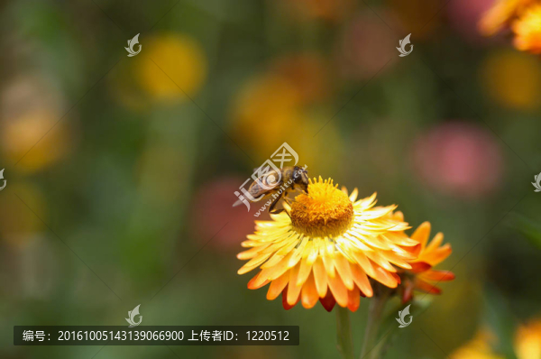 紙菊花和蜜蜂