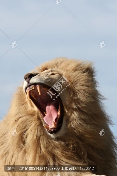 白獅子的牙齒