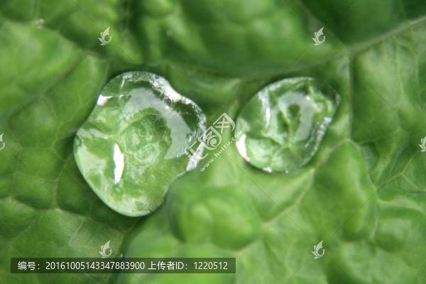 水滴在綠色