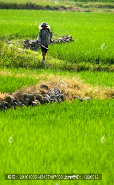 農(nóng)民在農(nóng)場(chǎng)噴灑殺蟲劑