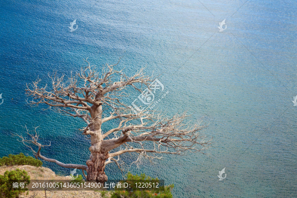 樹(shù)和海岸
