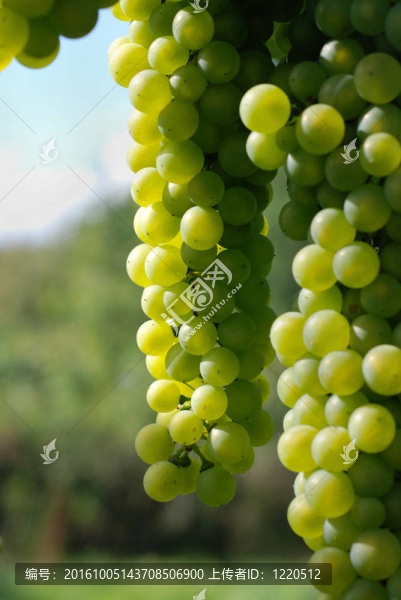 陽(yáng)光下的葡萄葡萄酒