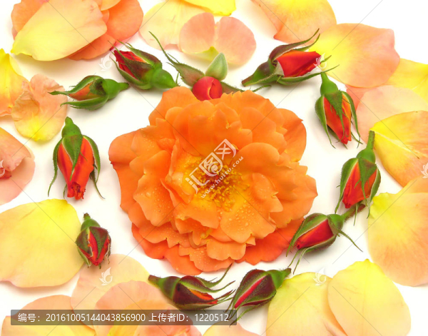 玫瑰花瓣排列成白色花瓣