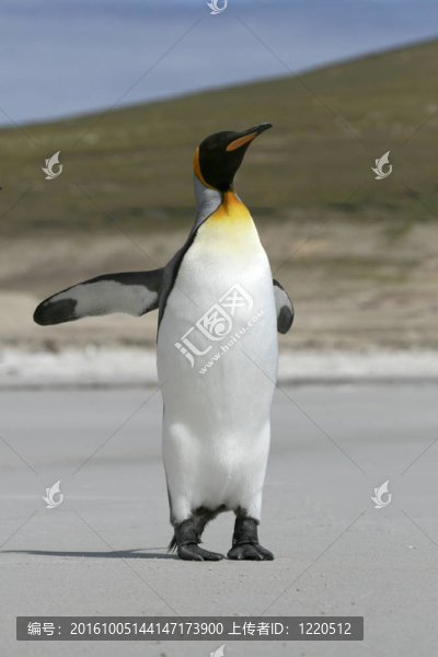 國王企鵝（Aptenodytes,patagonicus）
