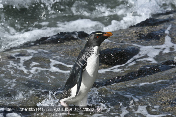 Rockhopper,penguin（Eudyptes,chrysocome）