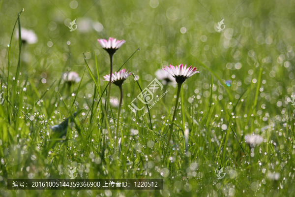 早晨的露水的雛菊