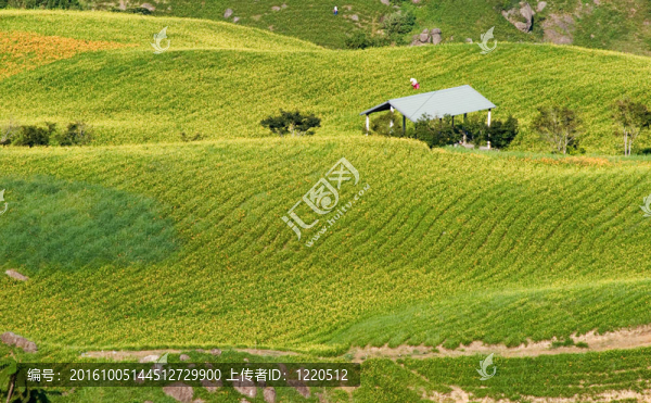 老虎百合農(nóng)民在農(nóng)場工作