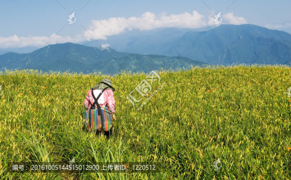 老虎百合農(nóng)民在農(nóng)場工作