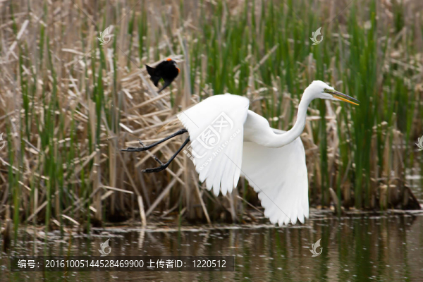戰(zhàn)斗中的兩只鳥