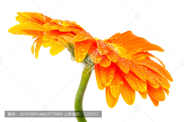 橙花