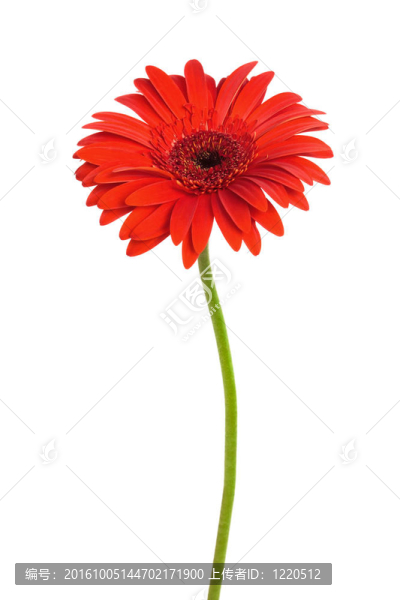 紅色的花
