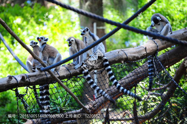 Lemur。