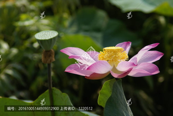 粉紅色的荷花
