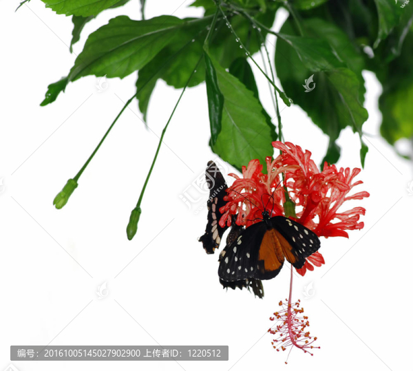 蝴蝶蘭花