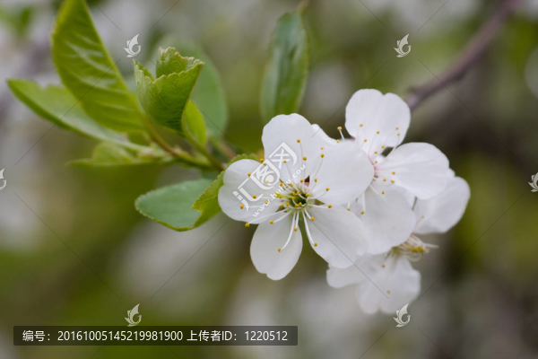 櫻桃