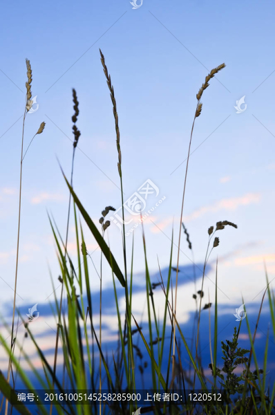 草在日落