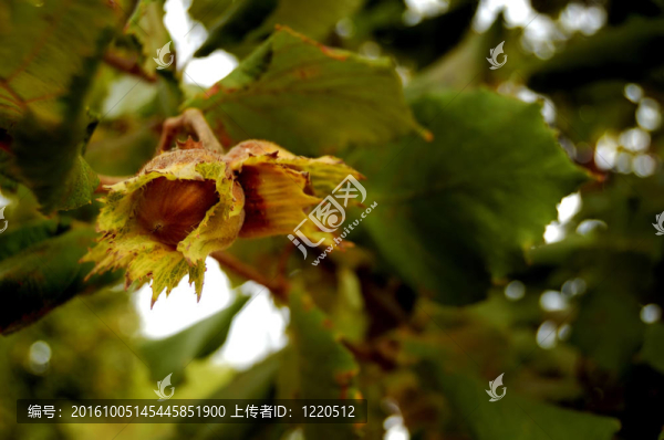 褐色的樹枝和堅果