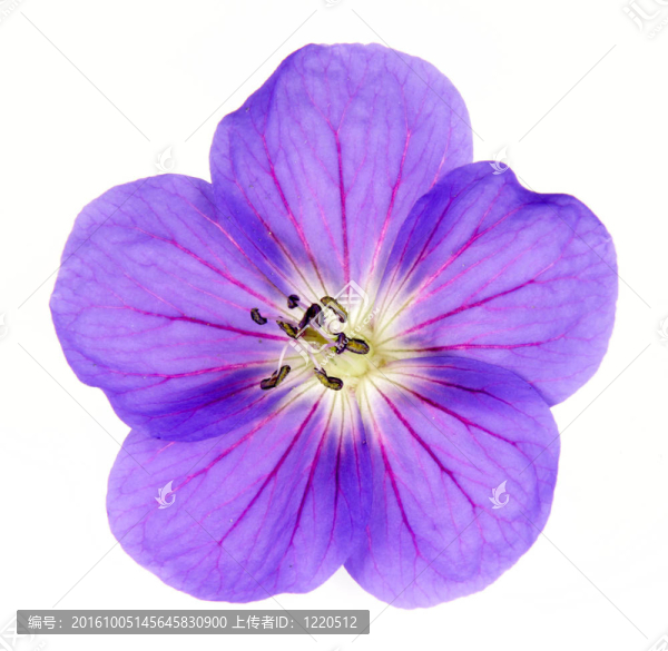 Cranesbill,Close
