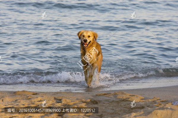 在海灘上的金毛獵犬