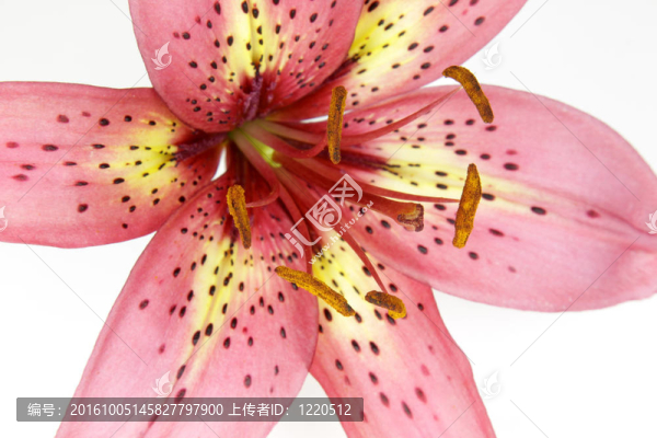 百合花的雄蕊