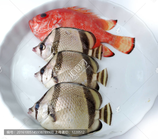 集熱帶魚類