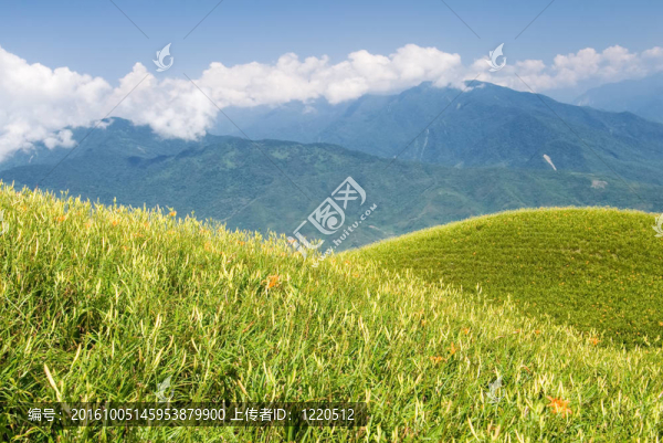 美麗的老虎百合農(nóng)場