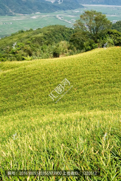 美麗的老虎百合農(nóng)場