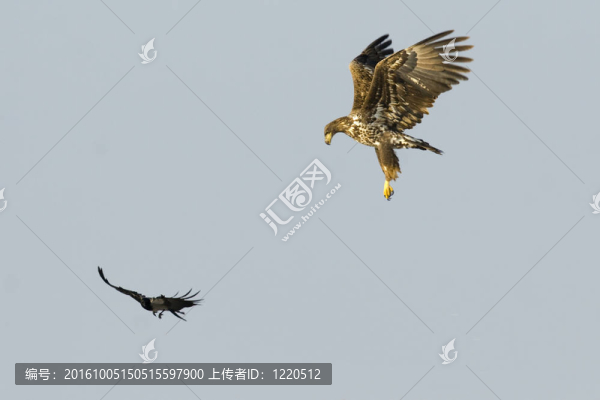 白尾海雕