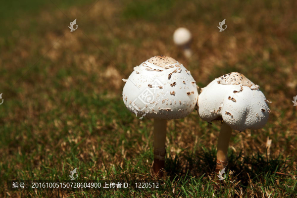 野生蘑菇