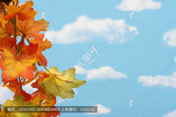 秋天的樹葉邊界