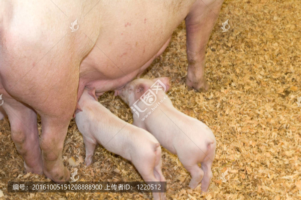 小豬與母豬