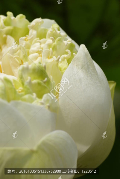 白蓮花