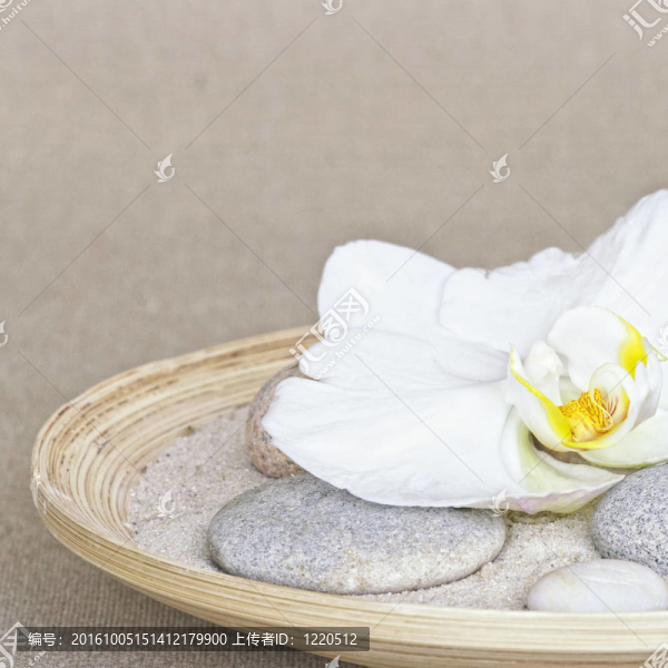 蘭花
