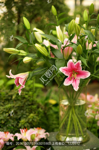 美麗的一群粉紅色百合花在透明的碗里