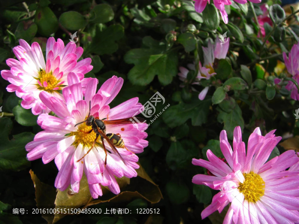 花上的黃蜂