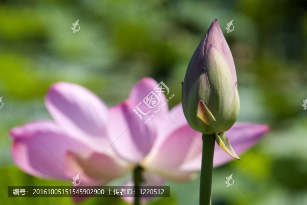 蓮花花蕾