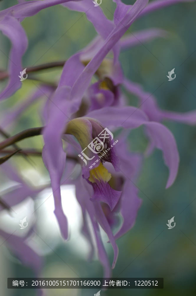 蘭花