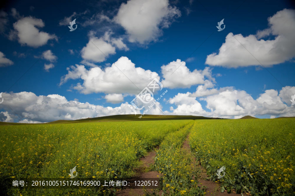 草地