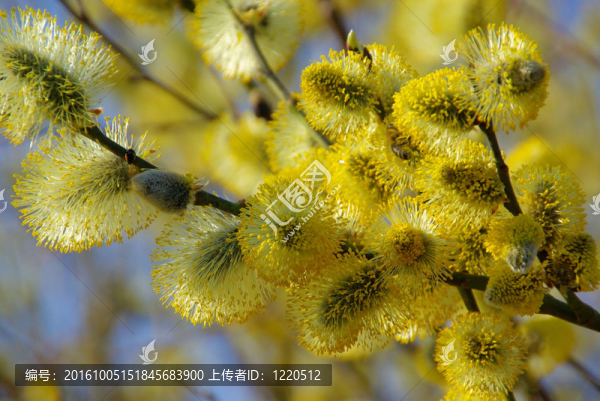 catkin,15