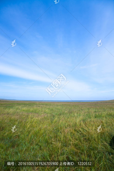 草地的場(chǎng)景。