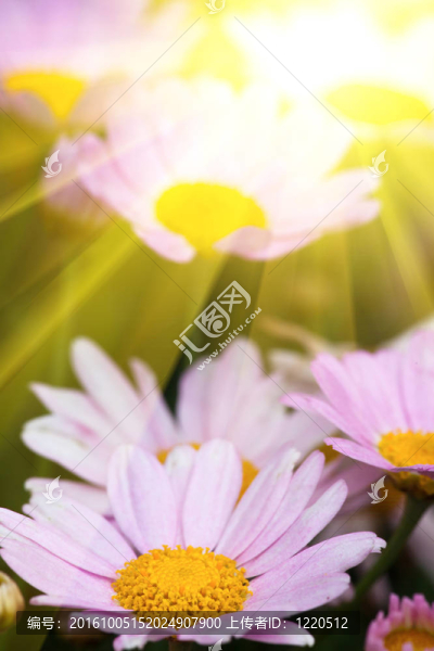 雛菊