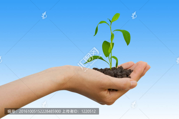 植物在一只手
