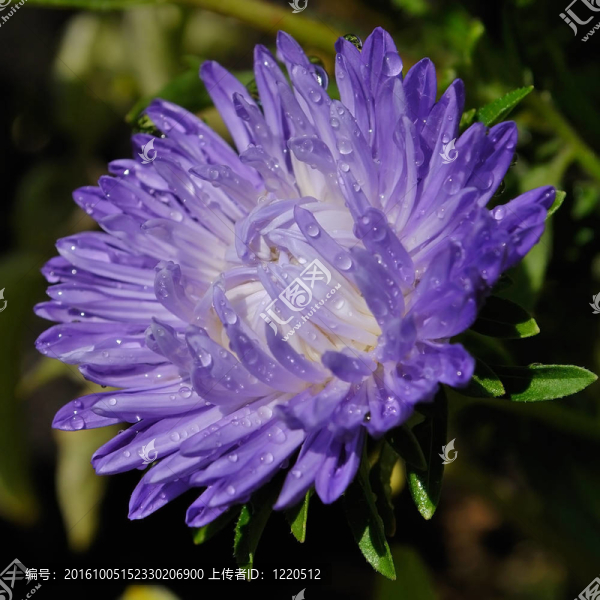 紫菀
