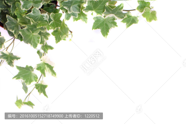 綠葉背景
