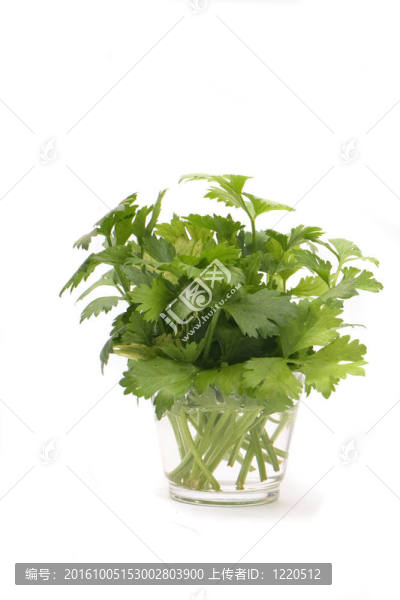 綠色草本植物