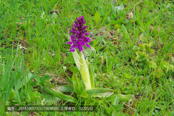 Dactylorhiza,sambucina,04