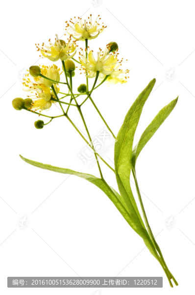椴樹(shù)花