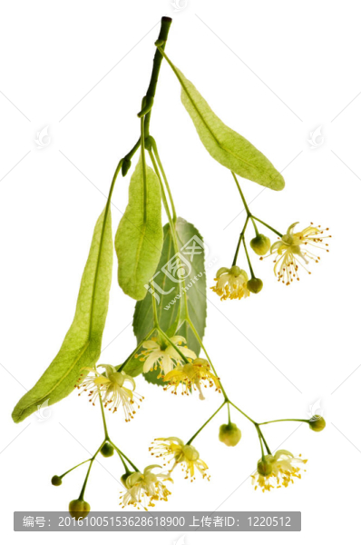 椴樹(shù)花
