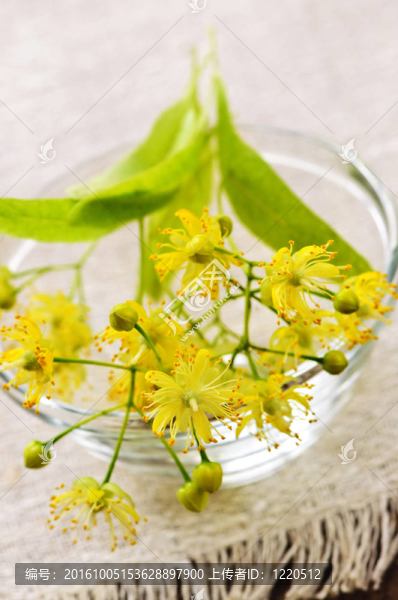 椴樹花