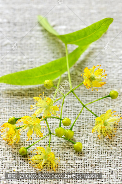 椴樹花